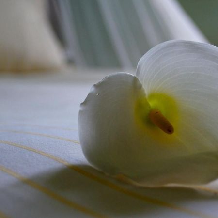 Casa Magnolia Leilighet Terricciola Eksteriør bilde